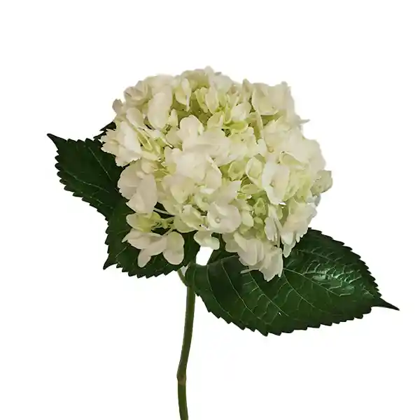 Unidad De Hortensia Blanca