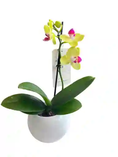 Orquídea Mini Amarilla + Maceta Decorativa