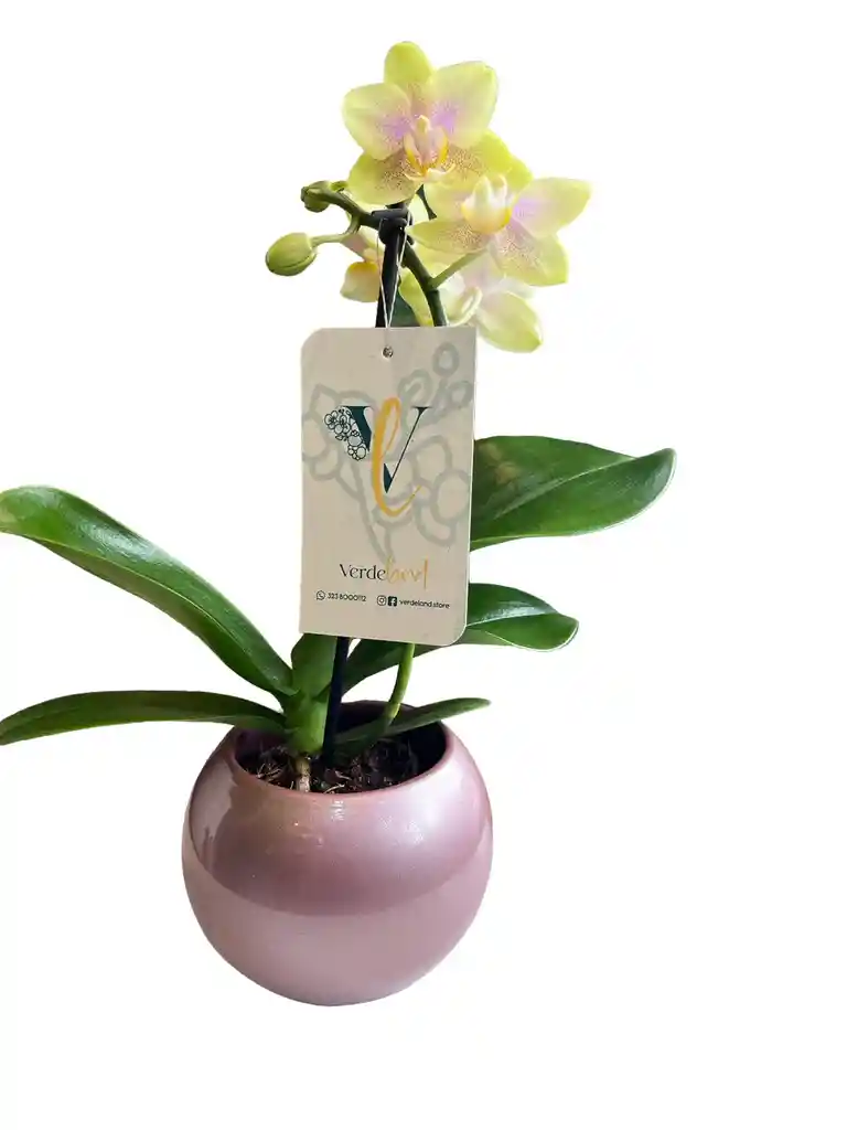 Orquídea Mini Amarilla + Maceta Cerámica Oro Rosa