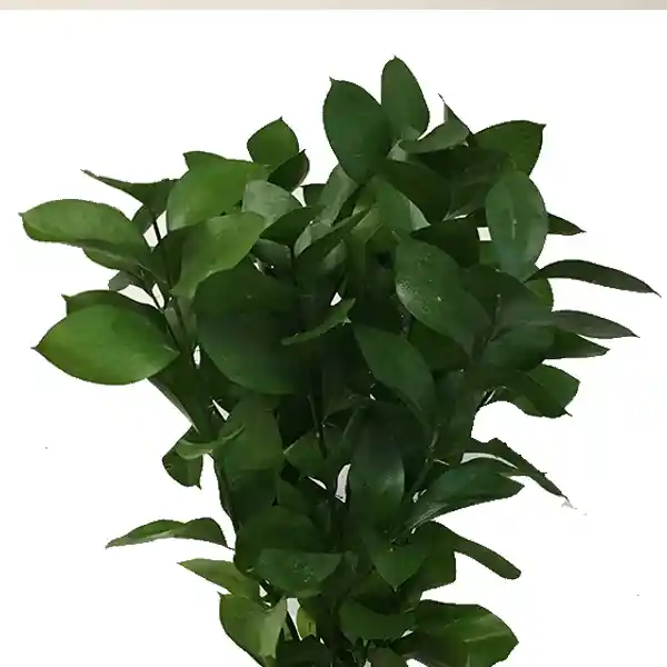 Paquete De Rusco Suelto