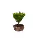 Bonsai Buxus Jade