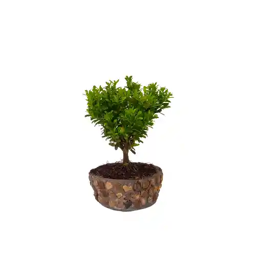 Bonsai Buxus Jade