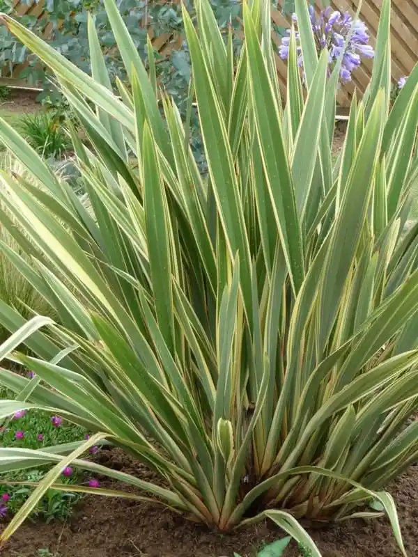 Lino De Nueva Zelandia - Phornium Tenax Variegata