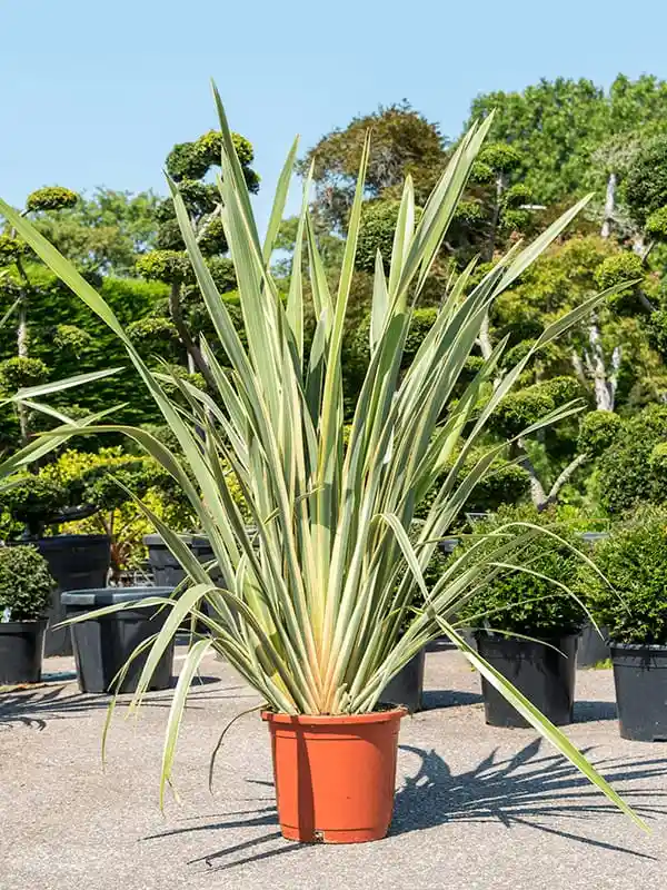 Lino De Nueva Zelandia - Phornium Tenax Variegata