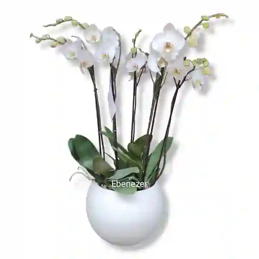 Sembrado De Orquideas Phalaenopsis