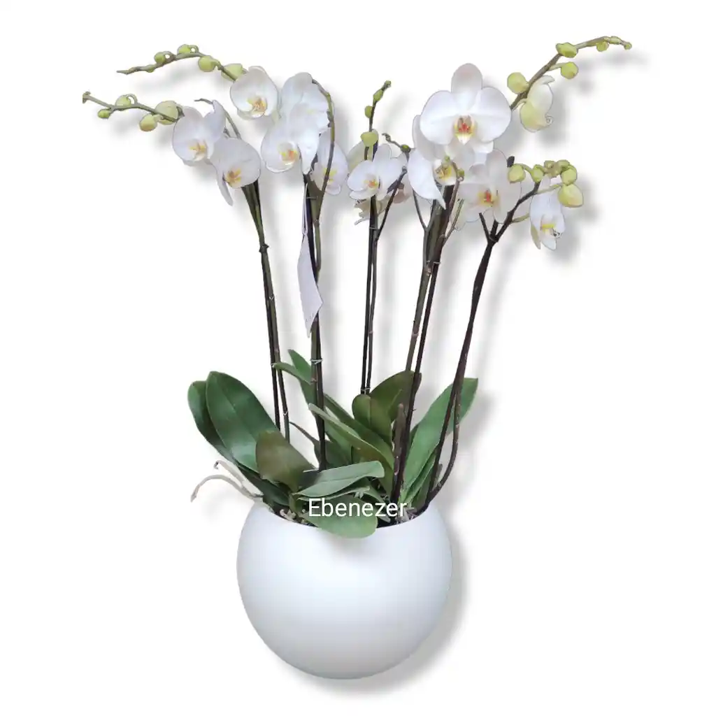 Sembrado De Orquideas Phalaenopsis