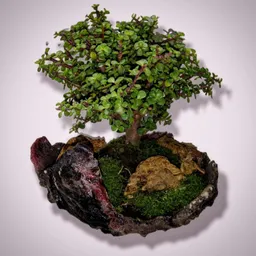 Bonsai Hade Hembra