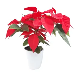 Poinsettia Roja P14