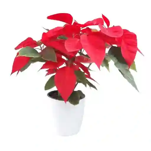 Poinsettia Roja P14