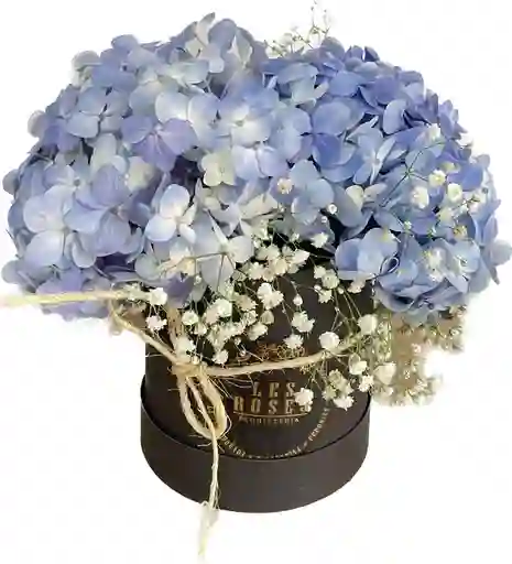 Flores Hortensia Azul Premium