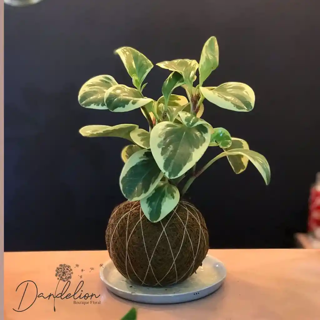 Kokedama Conga Variegada