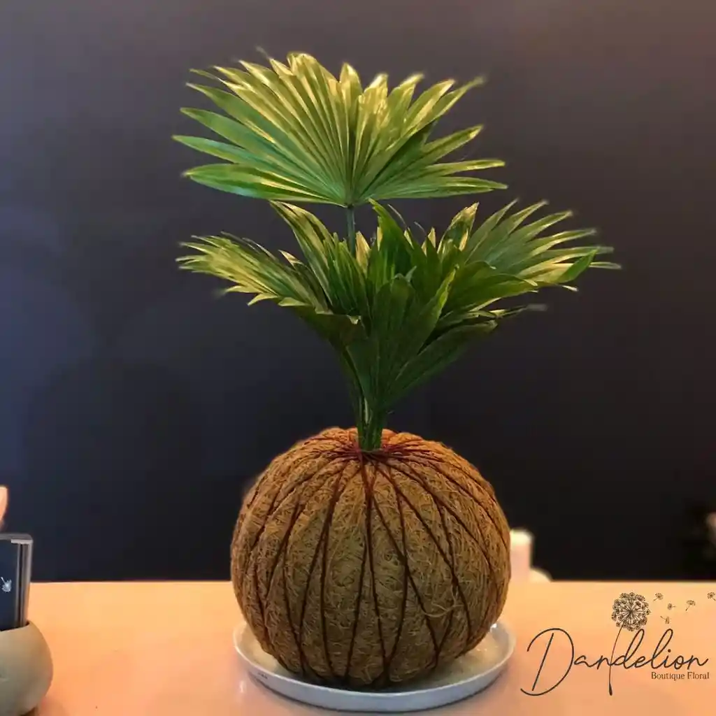 Kokedama Palma Californiana