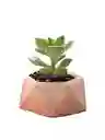 Suculenta Mini Hexagonal