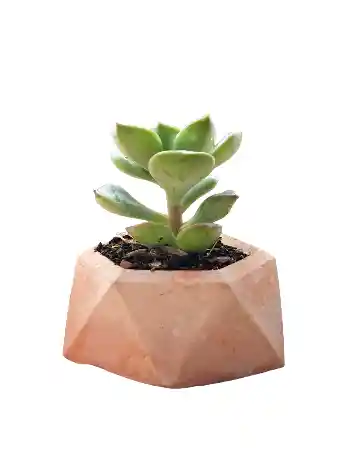 Suculenta Mini Hexagonal