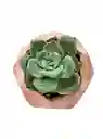 Suculenta Mini Hexagonal