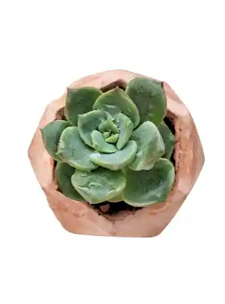 Suculenta Mini Hexagonal