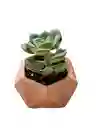 Suculenta Mini Hexagonal