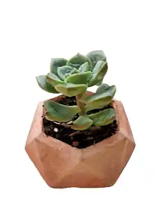 Suculenta Mini Hexagonal