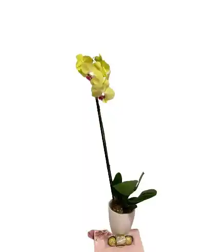 Orquídea De 1 Vara Amarilla