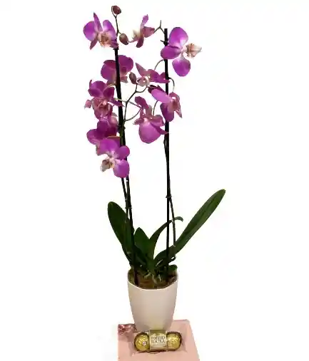 Orquídea Morada Con Chocolates