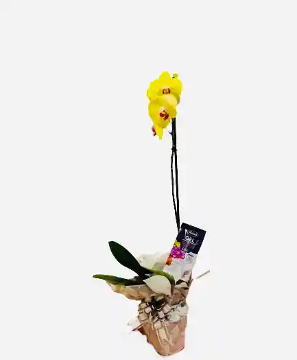 Orquídea Amarilla Con Fertilizante