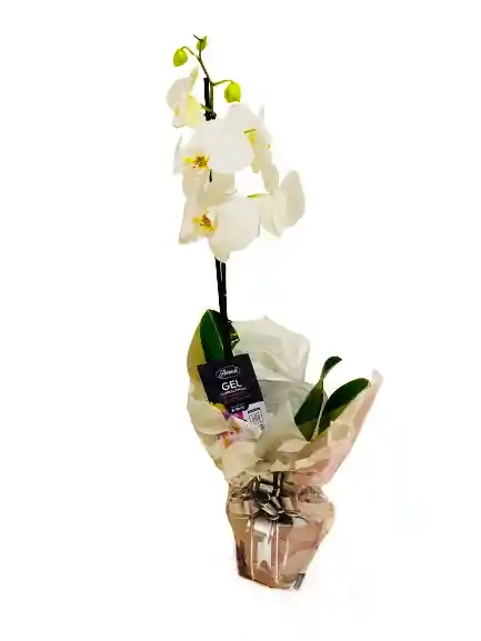 Orquídea Blanca Con Fertilizante