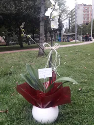 Mata Orquídea