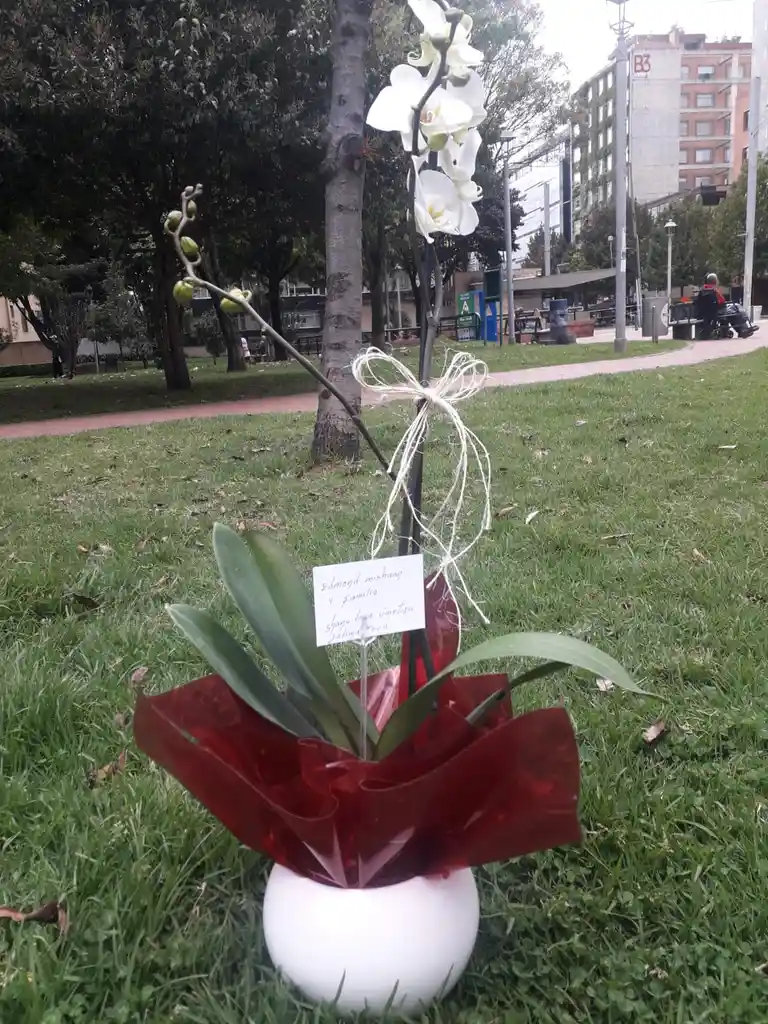 Mata Orquídea