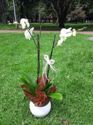 Orquídea Mata