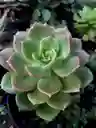 Suculenta Grande De Colección- Detalle Con Amor Para Regalo En Fecha Especial, Amor Y Amistad Cumpleaños, Aniversario, Condolencias, Graduación, Felicitación Y Agradecimiento.
