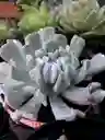 Suculenta Grande De Colección- Detalle Con Amor Para Regalo En Fecha Especial, Amor Y Amistad Cumpleaños, Aniversario, Condolencias, Graduación, Felicitación Y Agradecimiento.