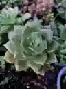 Suculenta Grande De Colección- Detalle Con Amor Para Regalo En Fecha Especial, Amor Y Amistad Cumpleaños, Aniversario, Condolencias, Graduación, Felicitación Y Agradecimiento.