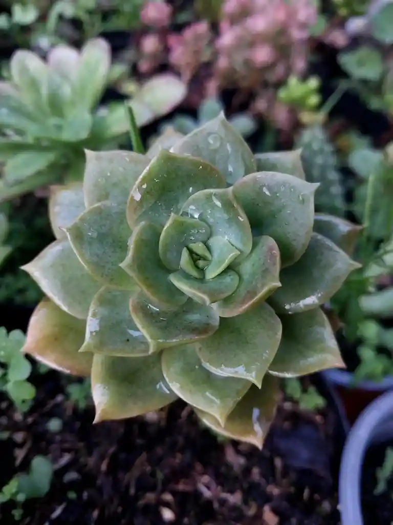 Suculenta Grande De Colección- Detalle Con Amor Para Regalo En Fecha Especial, Amor Y Amistad Cumpleaños, Aniversario, Condolencias, Graduación, Felicitación Y Agradecimiento.