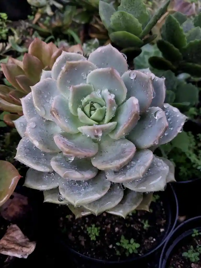 Suculenta Grande De Colección- Detalle Con Amor Para Regalo En Fecha Especial, Amor Y Amistad Cumpleaños, Aniversario, Condolencias, Graduación, Felicitación Y Agradecimiento.