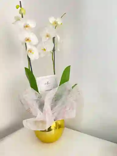 Orquideas Supreme Matera Cromada Dorada - Condolencias