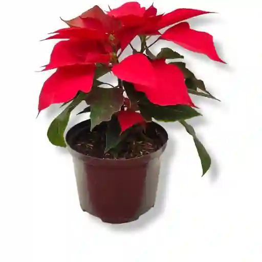 Poincetia O Planta De Navidad