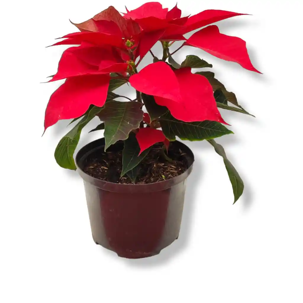 Poincetia O Planta De Navidad