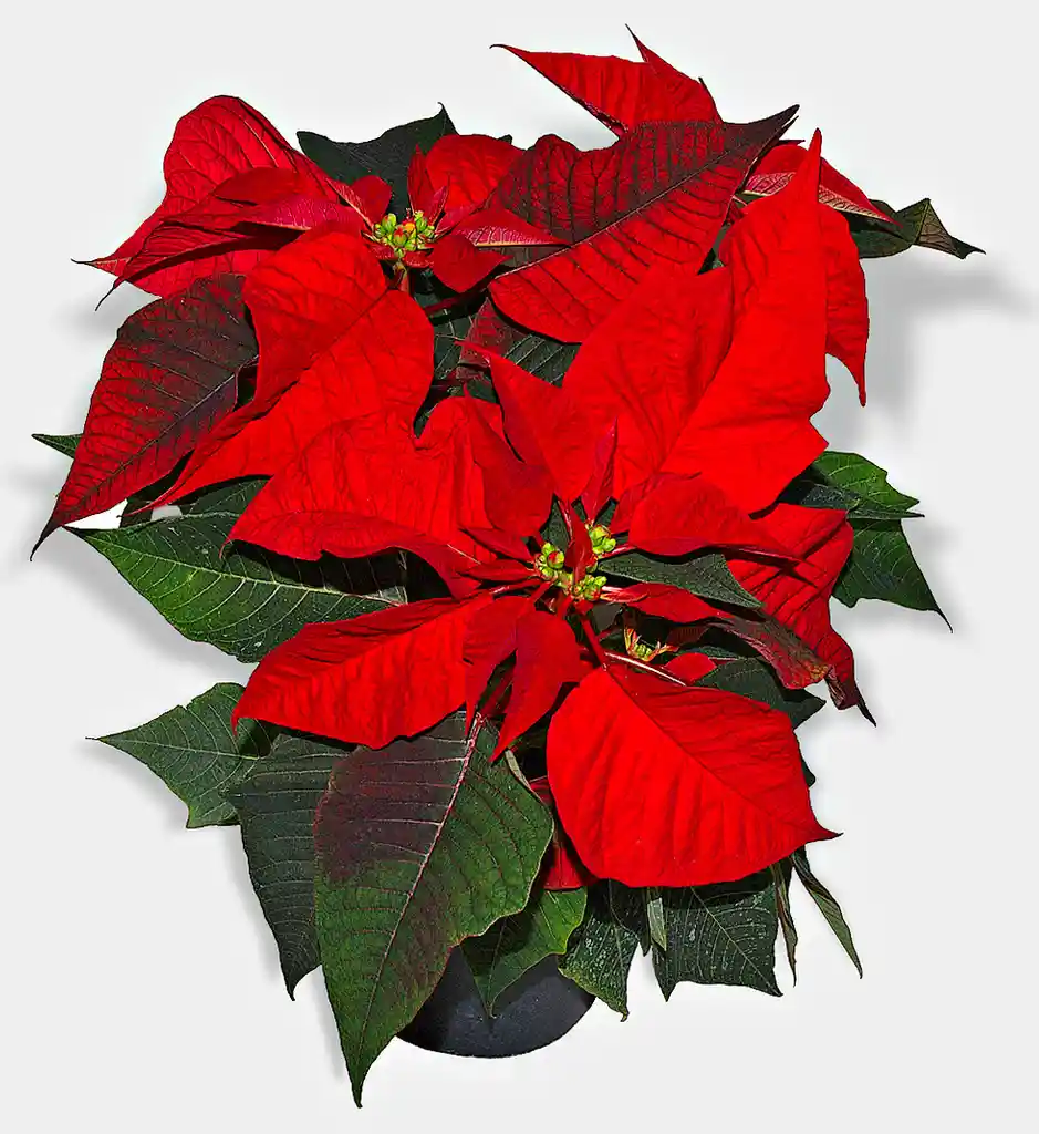 Planta Navideña (poinsettia Pequeña)