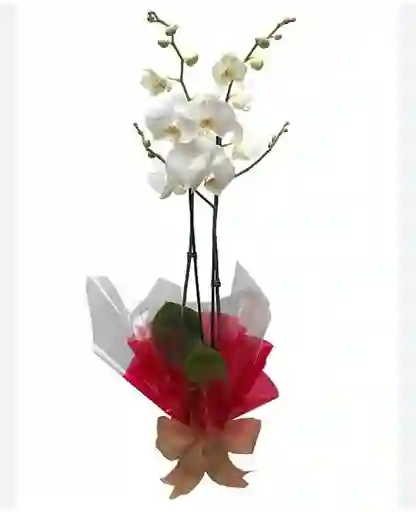 Orquídea Blanco Con Moño
