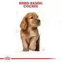 Royal Canin Bhn Puppy Raza Cocker 3kg