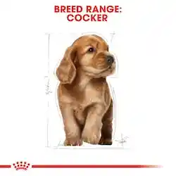 Royal Canin Bhn Puppy Raza Cocker 3kg