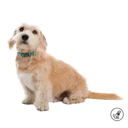 Collar Ajustable Para Perro Mylu S Verde
