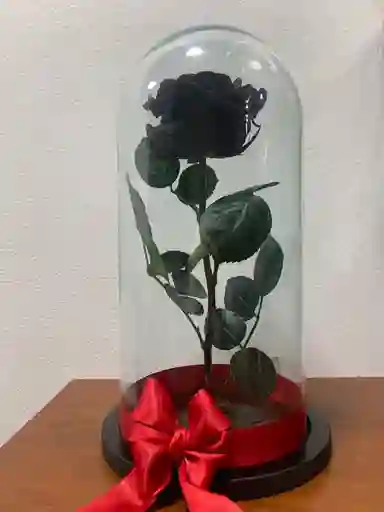 Rosa Preservada O Eterna Negra