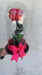 Rosa Preservada O Eterna Fucsia