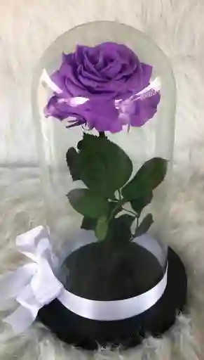 Rosa Preservada Morado Oscuro