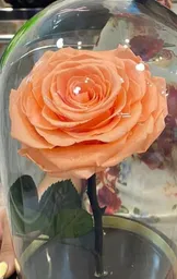 Rosa Preservada Durazno