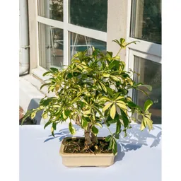 Bonsái Schefflera - Schefflera Arboricola Trinette