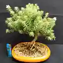 Bonsai De Romero Ingles