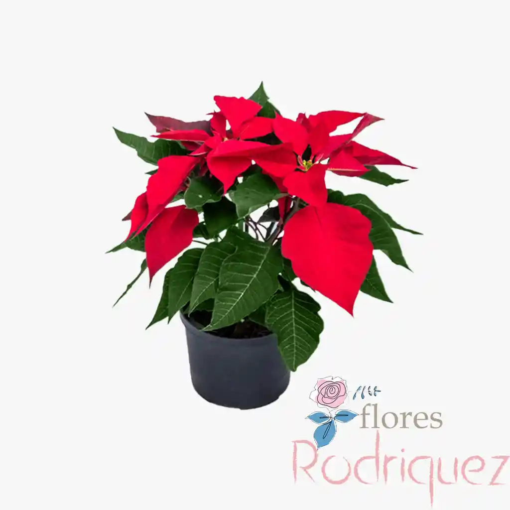 Planta Navideña Poinsettia Peuqeña