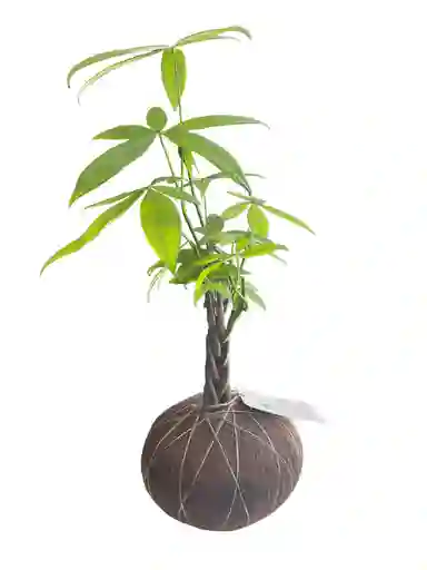 Kokedama Pachira M